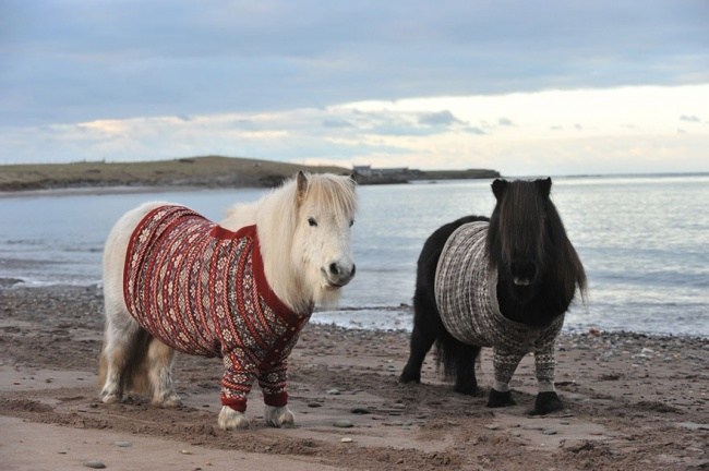 Ponys in Pullover 06