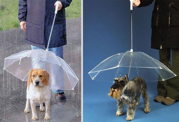 Regenschirm Hund