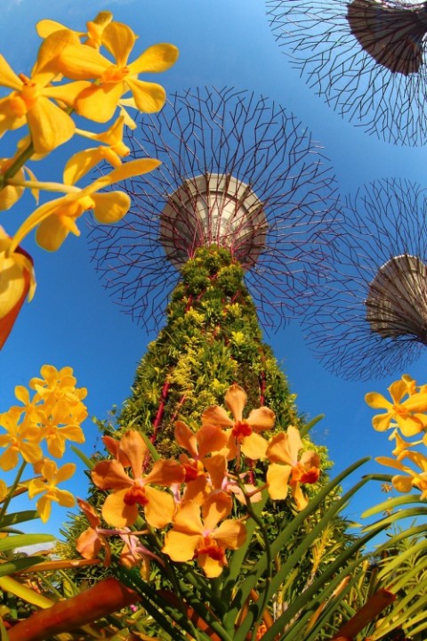 Botanische Bay Gärten von Singapur  3