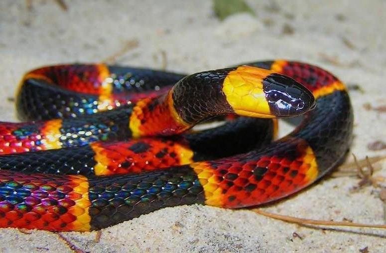 Giftigste Schlangen Der Welt Top 10