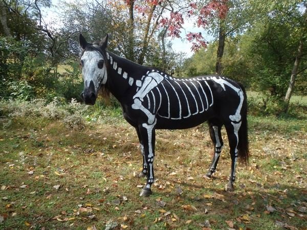 Pferd Skelett Halloween